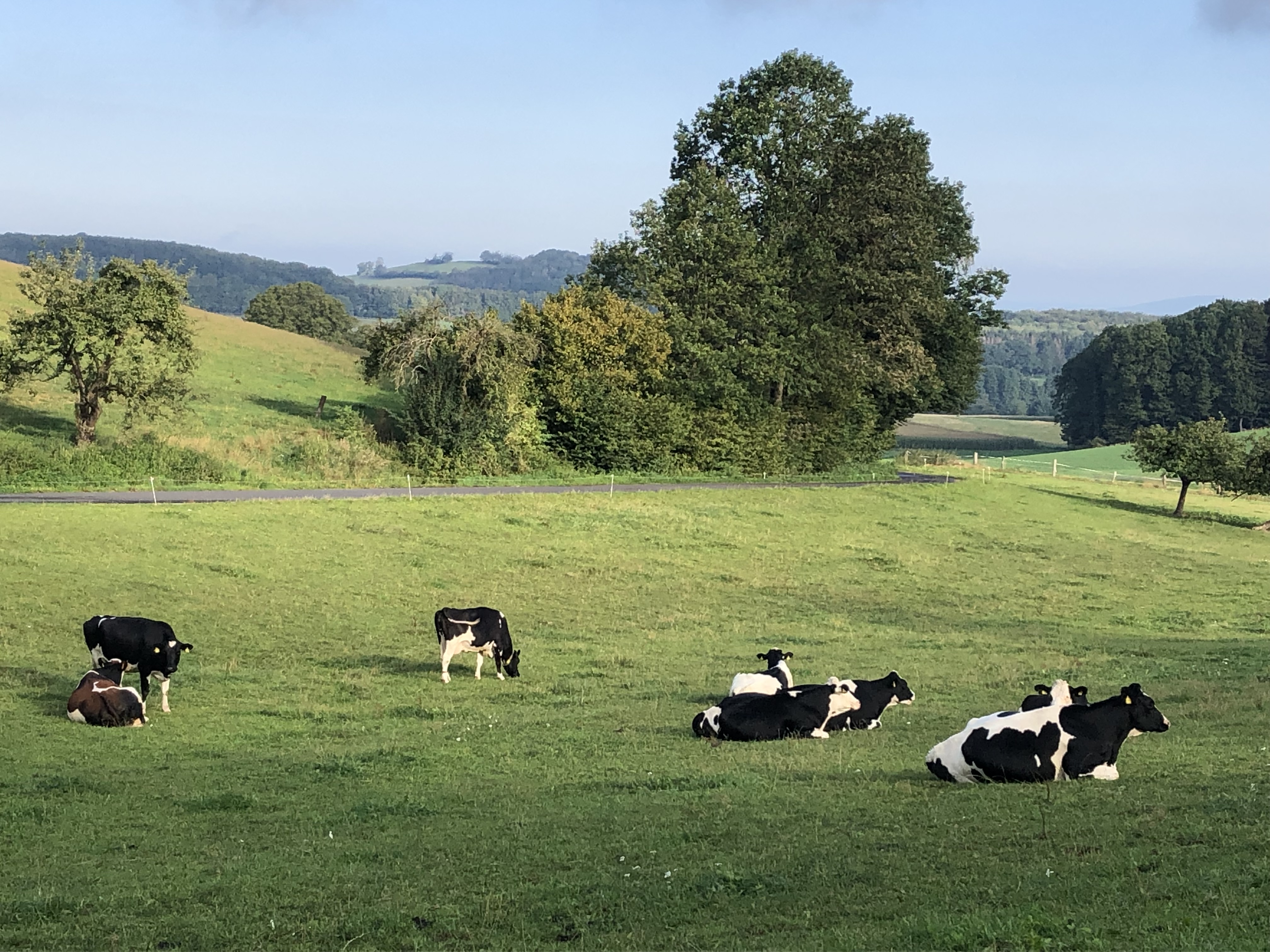 Liegende Kuehe auf der Weide